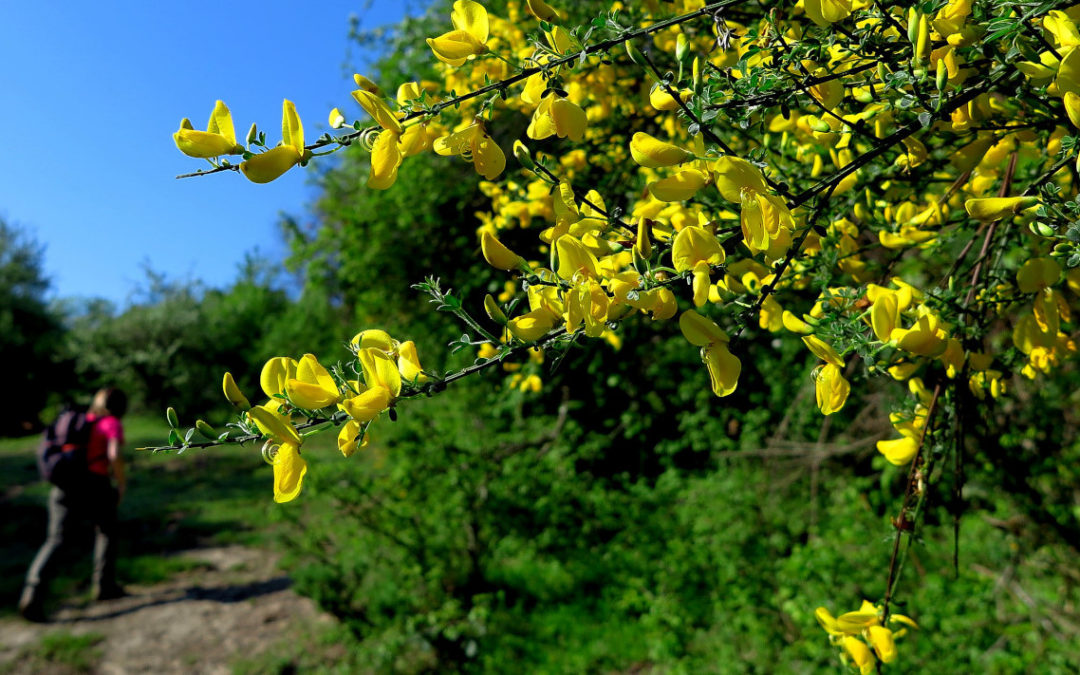 DALLA STAZIONE DI MAGLIANO AL MONTE CALVIO E AL CASALACCIO (PARCO DI VEIO, LAZIO)