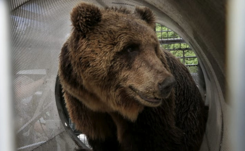 ADDIO M49, DA OGGI IL TRENTINO È PIÙ POVERO E TRISTE