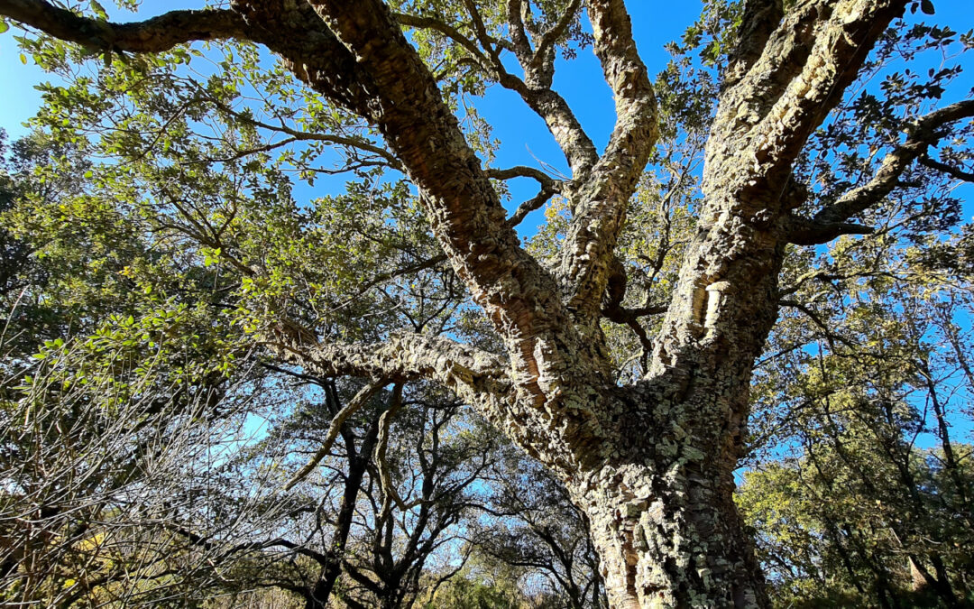 IL SENTIERO DELLE QUERCE DA SUGHERO, DA MONTE CIOCCI AL PINETO E ALLA CICLOPEDONALE (ROMA)