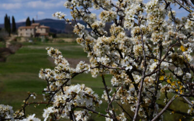 CHE ERRORE LA PRIMAVERA BLINDATA!