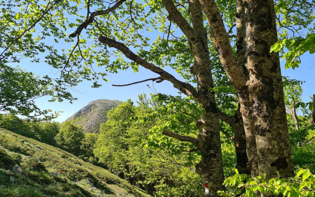 DAL VADO DI PEZZA ALLO IACCIO DEI CANI, AL MONTE DELLE CANELLE E AL MONTE DI SELVA CANUTA