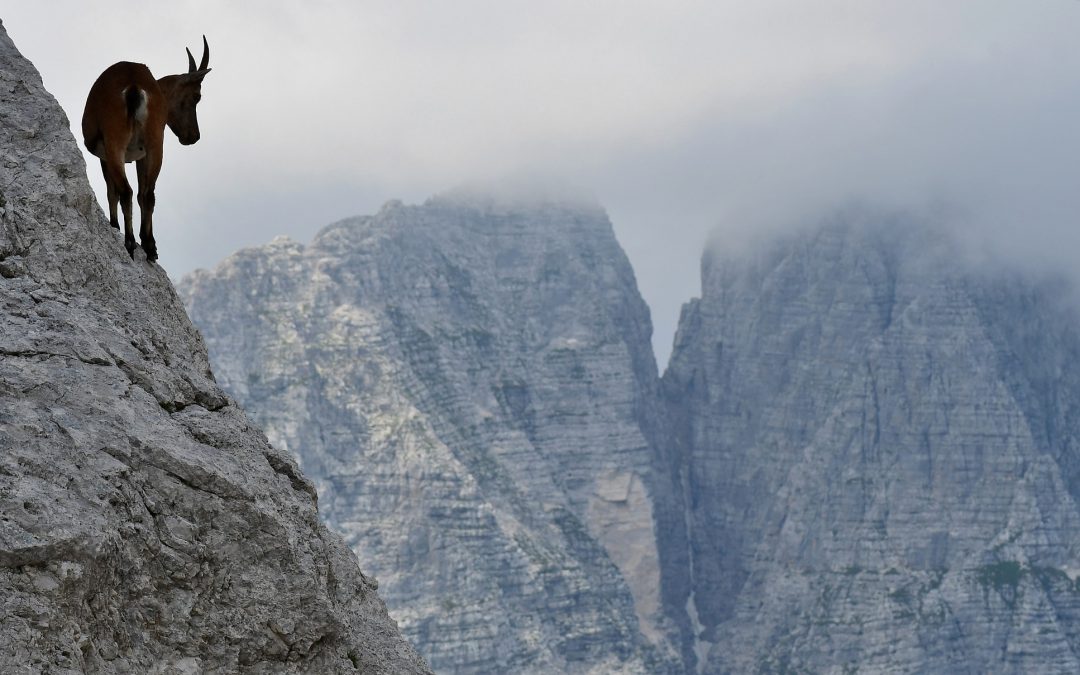 DALLA VAL SAISERA AL RIFUGIO PELLARINI E A SELLA NABOIS (ALPI GIULIE, FRIULI-VENEZIA GIULIA)