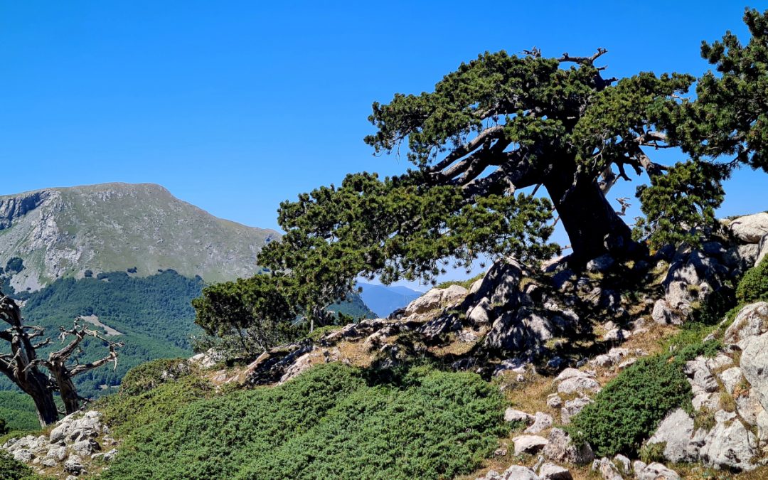 DALLA MADONNA DI POLLINO ALLA SERRA DI CRISPO E ALLA GRANDE PORTA (PARCO DEL POLLINO, BASILICATA)