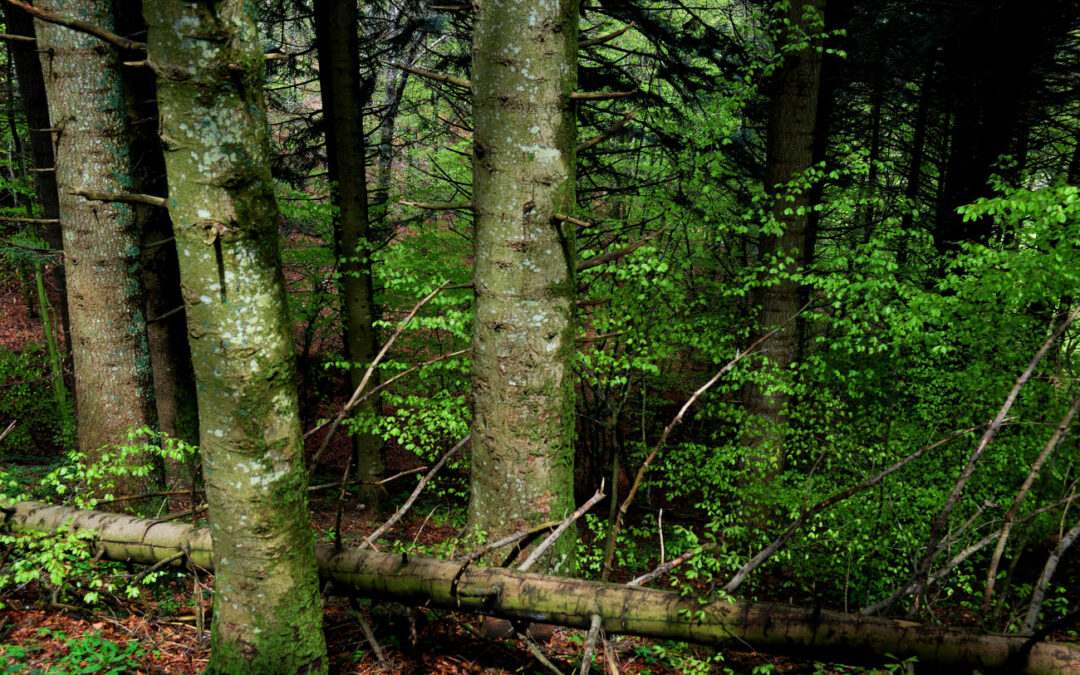 LA FORESTA E LA VETTA DEL TABURNO (PARCO TABURNO-CAMPOSAURO, CAMPANIA)