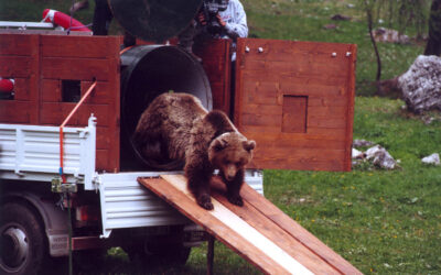 E SE REINTRODURRE L’ORSO IN TRENTINO FOSSE STATO UN ERRORE?