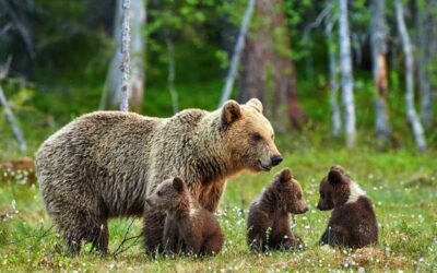 MACCHE’ BOICOTTAGGIO! PER AIUTARE GLI ORSI BISOGNA ANDARE IN TRENTINO