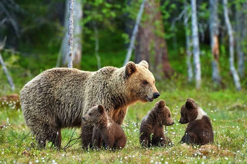 MACCHE’ BOICOTTAGGIO! PER AIUTARE GLI ORSI BISOGNA ANDARE IN TRENTINO