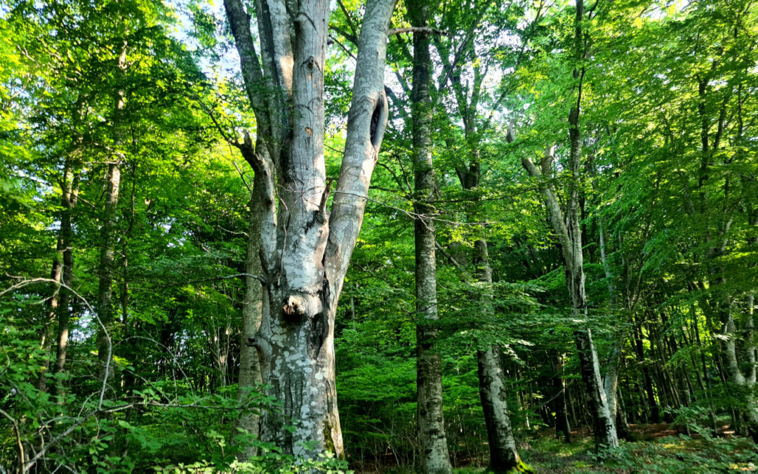 L’ANELLO DELLA FAGGETA DI ORIOLO (PARCO DI BRACCIANO-MARTIGNANO)