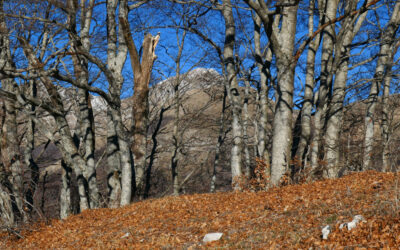 DAI CINQUE CONFINI AL MONTE BOVE E AL COLLE DELLE SCANGIVE (TERMINILLO, LAZIO)